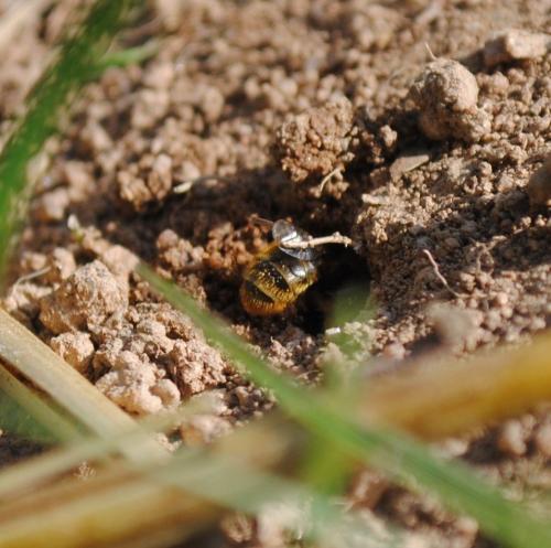 Andrena sp.