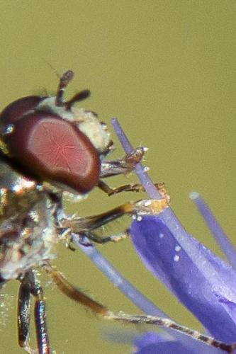 Réf. 268 391 : Platycheirus sp.