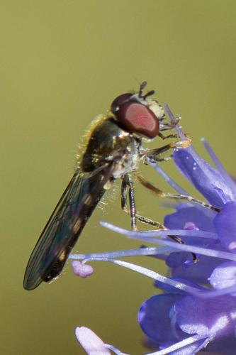 Réf. 268 372 : Platycheirus sp.