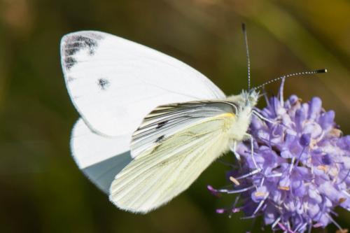 Réf. 268 406 : Pieris napi