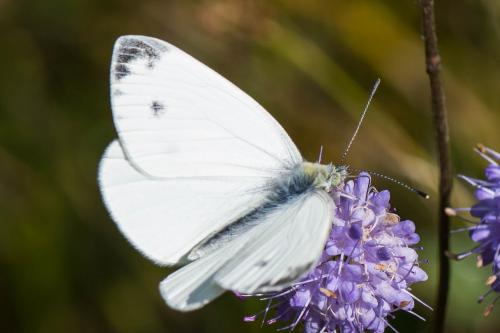 Réf. 268 401 : Pieris napi