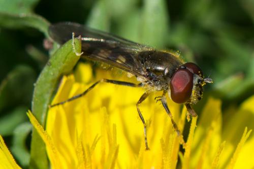 Réf. 268 375 : Platycheirus scutatus
