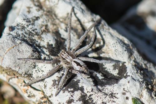 Réf. 268 540 : Thanatus arenarius