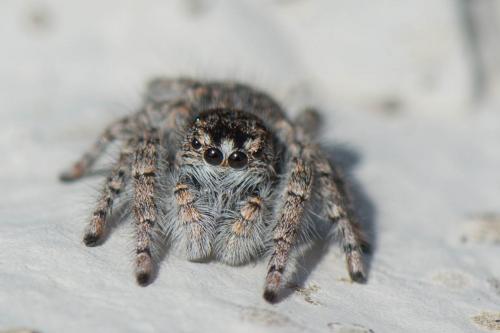 Philaeus chrysops