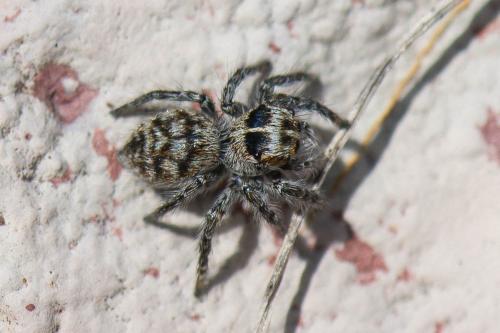 Philaeus chrysops