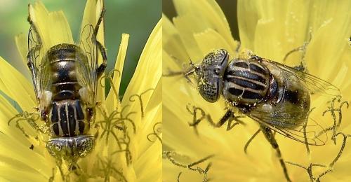 Réf. 268 705 : Eristalinus sepulchralis