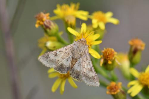 Réf. 268 399 : Helicoverpa armigera