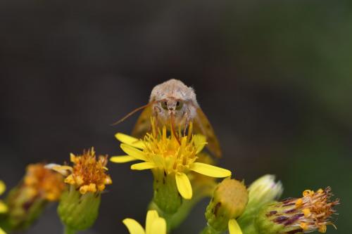 Helicoverpa armigera