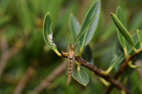 Chironomus sp.