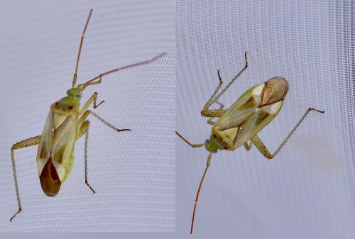 Réf. 268 823 : Adelphocoris lineolatus
