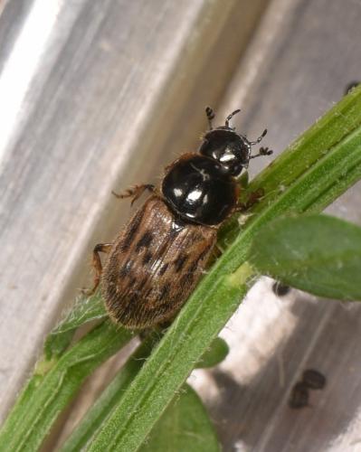 Nimbus contaminatus