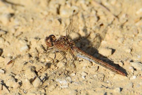 Sympetrum meridionale
