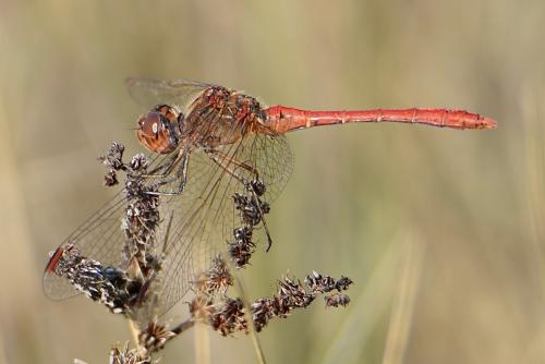 Réf. 268 180 : Sympetrum meridionale