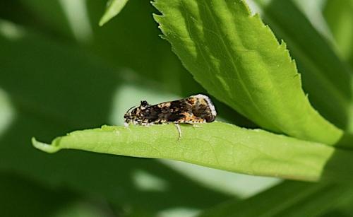 Réf. 268 149 : Pristerognatha penthinana