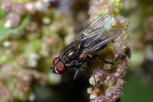 Paregle audacula