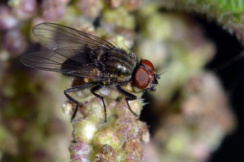 Paregle audacula