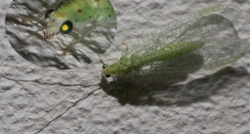 Apertochrysa prasina