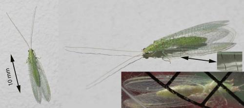 Apertochrysa prasina