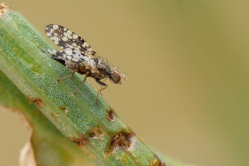 Réf. 268 044 : Campiglossa producta
