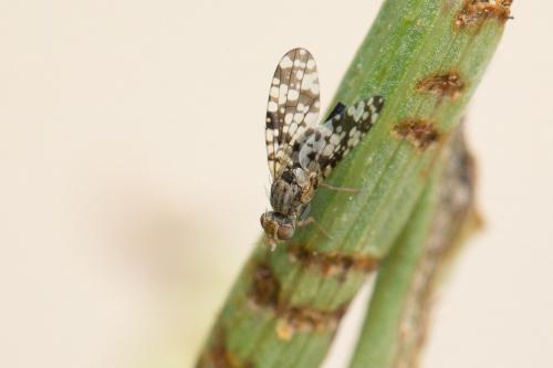 Réf. 268 043 : Campiglossa producta