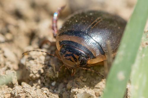 Réf. 268 034 : Graphoderus sp.
