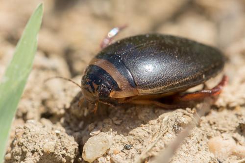 Réf. 268 033 : Graphoderus sp.