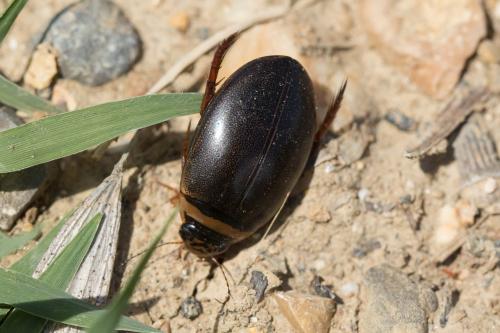 Réf. 268 032 : Graphoderus sp.