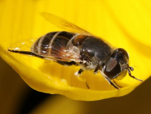 Eristalis arbustorum