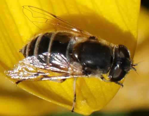 Eristalis arbustorum
