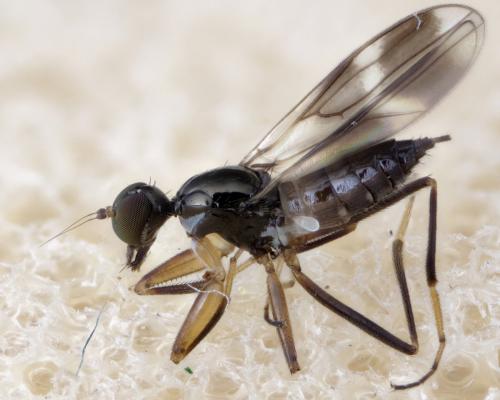 Tachydromia arrogans