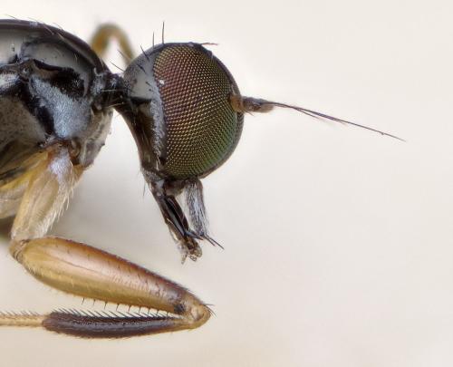 Tachydromia arrogans