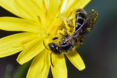Lasioglossum sp.