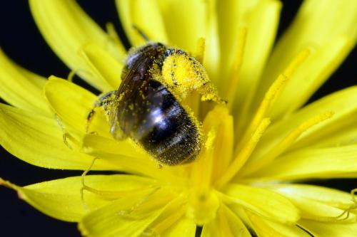 Lasioglossum sp.