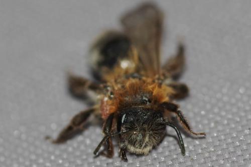 Andrena sp.
