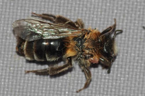Andrena sp.