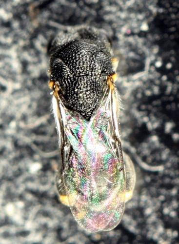 Brachymeria sp.