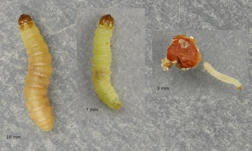 Réf. 268 302 : Plodia interpunctella