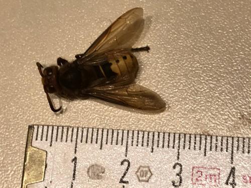 Vespa crabro