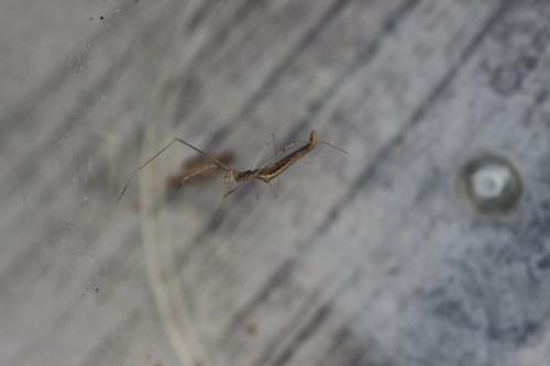 Réf. 268 681 : Rhomphaea rostrata