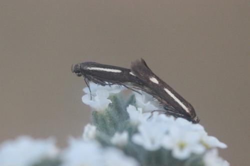 Réf. 268 800 : Scythris punctivittella