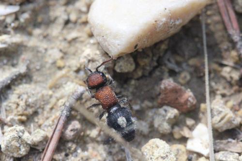 Réf. 268 112 : Ronisia brutia