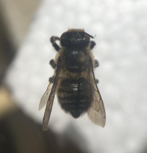 Réf. 268 098 : Megachile sp.