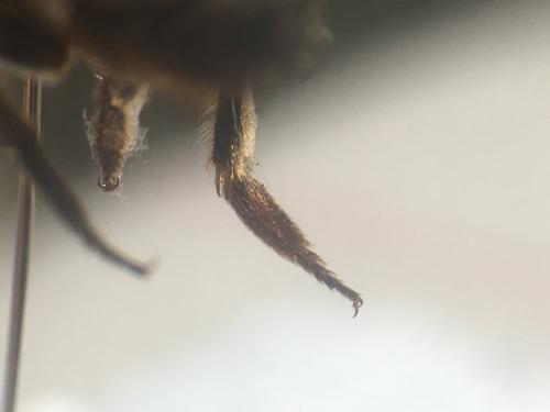 Réf. 268 103 : Megachile sp.