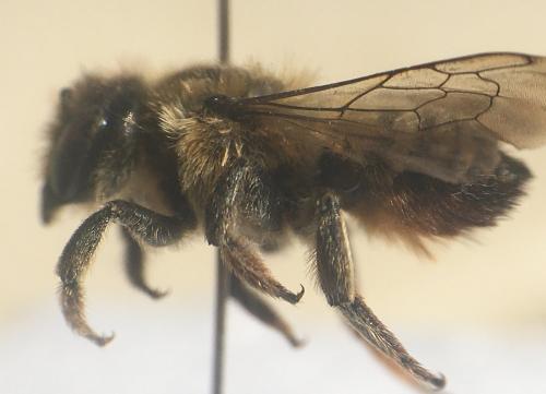 Réf. 268 099 : Megachile sp.