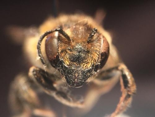Réf. 268 101 : Megachile sp.