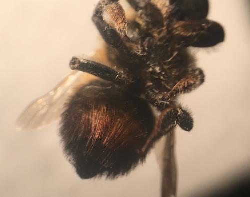 Réf. 268 100 : Megachile sp.
