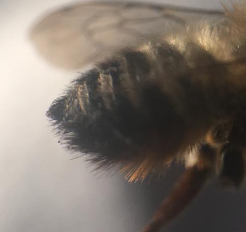 Réf. 268 102 : Megachile sp.