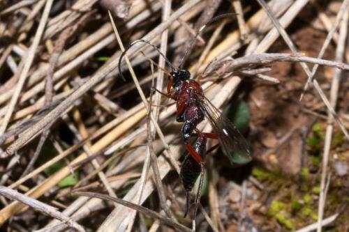 Cryptinae