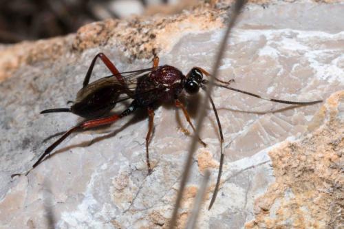 Cryptinae