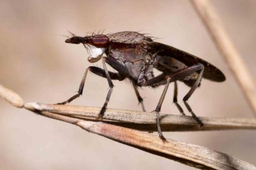 Réf. 268 782 : Euthycera cribrata